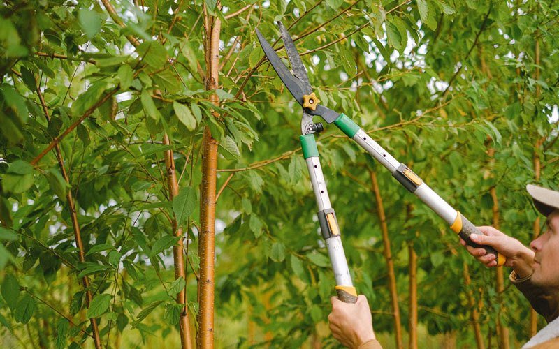 Tree trimming in Cattaraugus, NY